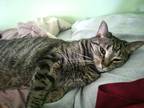 Adopt Dexter (CP) a Gray, Blue or Silver Tabby Domestic Shorthair (short coat)