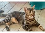 Adopt Ashley a Brown Tabby Domestic Shorthair (short coat) cat in Metairie
