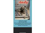 Adopt Andy a Black - with Gray or Silver Catahoula Leopard Dog / Mixed dog in