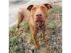 Adopt Nessie a Red/Golden/Orange/Chestnut Pit Bull Terrier / Mixed dog in