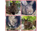Adopt Bluebell a Agouti Other/Unknown / Mixed (short coat) rabbit in Laurens