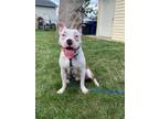 Adopt Bullet a White - with Brown or Chocolate American Pit Bull Terrier / Mixed