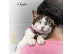 Adopt Sophie a Gray or Blue Domestic Shorthair / Mixed cat in Leesburg