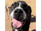 Adopt Spot a Black American Pit Bull Terrier / Mixed dog in Galveston