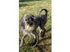 Adopt Winston a Gray/Blue/Silver/Salt & Pepper Tibetan Terrier / Schnauzer