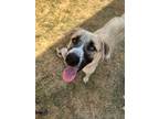 Adopt WINTER a Brown/Chocolate - with White Anatolian Shepherd / Mixed dog in