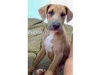 Adopt BUCKEY a Brown/Chocolate - with White Labrador Retriever / Mixed dog in