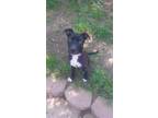 Adopt Phee a Black - with White American Pit Bull Terrier / Labrador Retriever /
