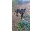 Adopt Chauncey a Black - with White American Pit Bull Terrier / Labrador