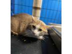 Adopt Roman a Orange or Red Tabby Domestic Shorthair (short coat) cat in