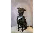 Adopt Toby a Labrador Retriever, Cane Corso