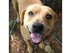 Adopt Princess a Hound (Unknown Type) / Mixed dog in Little Rock, AR (35990174)