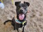 Adopt NINITO a Patterdale Terrier / Fell Terrier