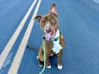 Adopt JORDY a Pit Bull Terrier