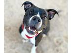Adopt J.R. a Pit Bull Terrier, Mixed Breed