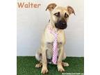 Adopt Walter a Black Mouth Cur, Boxer