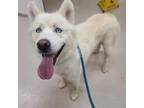 Adopt OSO a Siberian Husky, Alaskan Malamute