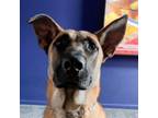 Adopt Gronk a Shepherd