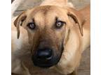 Adopt Woogha a Retriever, Dutch Shepherd