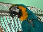 Adopt Skye a Macaw