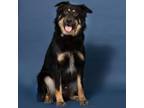Adopt Ray a Border Collie, Mixed Breed
