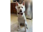 Adopt ALBUS a German Shepherd Dog