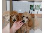 Poodle (Standard) PUPPY FOR SALE ADN-752259 - Apricot Standard poodle puppy