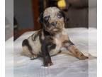 Catahoula Leopard Dog PUPPY FOR SALE ADN-752144 - Peach and Ghost NALC