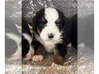 Bernese Mountain Dog PUPPY FOR SALE ADN-752257 - Moose