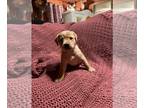 Labrador Retriever PUPPY FOR SALE ADN-752199 - ACA Lab Puppies Ready Feb 20