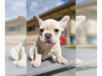 French Bulldog PUPPY FOR SALE ADN-752180 - Frenchies ready for good family