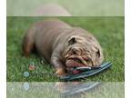 English Bulldog PUPPY FOR SALE ADN-752469 - Duchess English bulldog female