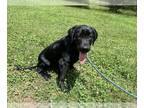Labrador Retriever PUPPY FOR SALE ADN-752493 - AKC Black English Lab puppies