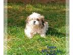 Shih Tzu PUPPY FOR SALE ADN-752205 - Shih Tzu Pups