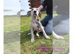 Great Dane PUPPY FOR SALE ADN-752208 - Great Dane Pups