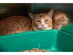 Adopt Panko a Domestic Short Hair