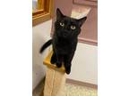 Adopt Henry the Great a Domestic Short Hair