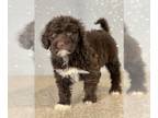 Portuguese Water Dog PUPPY FOR SALE ADN-752245 - Beautiful Portuguese Water Dog