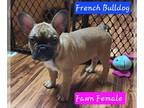 French Bulldog PUPPY FOR SALE ADN-752436 - FRENCH BULLDOG PUPPY