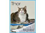 Adopt Thor Willow Grove, PA (FCID# 10/20/23 - 404) a Tabby, Tuxedo