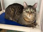 Adopt Bob a Tabby, Domestic Short Hair