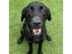 Adopt Bear a Black Labrador Retriever