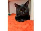 Adopt Jack a Domestic Short Hair