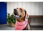 Adopt Beau a Catahoula Leopard Dog