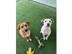 Adopt Hunter & Hayes a Terrier