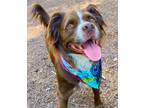 Adopt Sailor *URGENT FOSTER NEEDED TOO! a Brittany Spaniel, Australian Shepherd