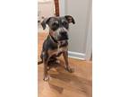 Adopt Lobo a Plott Hound