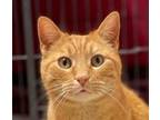 Adopt FISHER a Domestic Short Hair, Tabby