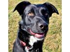 Adopt Junior (Adoption Sponsored) a Border Collie