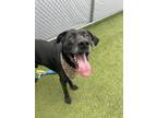 Adopt Scotch a Labrador Retriever, Mixed Breed